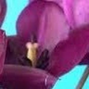 Meet your Posher, Helise